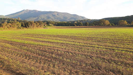 Taller Sant Elies